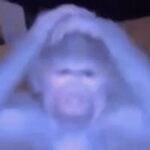 Agustin Novoa Muñoz